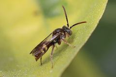 Nomada