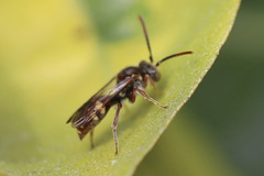 Nomada