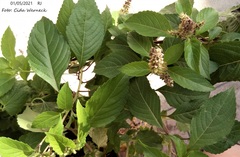 Ocimum campechianum