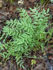 Astragalus lotiflorus