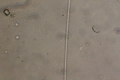 Oscillatoria redekei