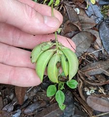 Astragalus lotiflorus