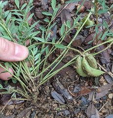 Astragalus lotiflorus