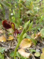 Ophrys speculum