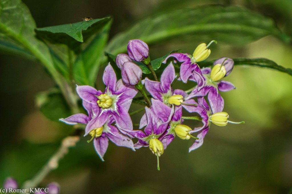 Solanum ivohibe