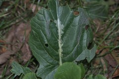Scaptomyza flava