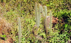 Cleistocactus