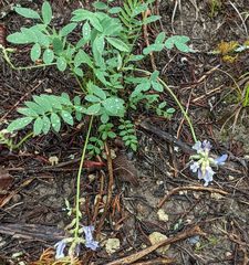 Astragalus lotiflorus