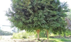 Ficus pertusa