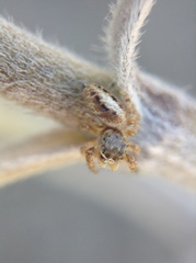 Metaphidippus chera