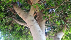 Ficus pertusa
