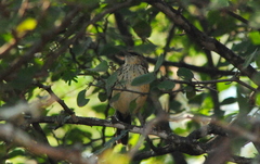 Myrmorchilus strigilatus