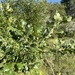 Quercus lobata × durata - Photo (c) Matt Ritter, Ph.D., algunos derechos reservados (CC BY-NC), subido por Matt Ritter, Ph.D.