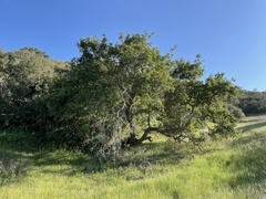 Quercus lobata × durata