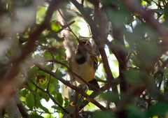 Myrmorchilus strigilatus