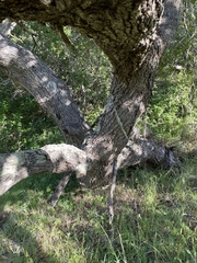 Quercus lobata × durata