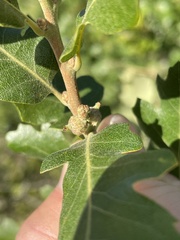 Quercus lobata × durata
