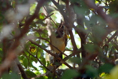 Myrmorchilus strigilatus