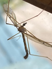 Tricyphona