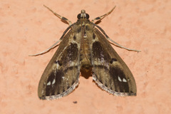 Diaphania costaricalis