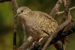 Columbina inca