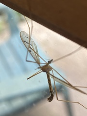 Tricyphona
