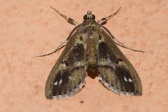 Diaphania costaricalis