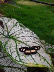 Castilia