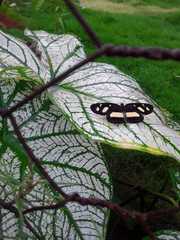 Castilia