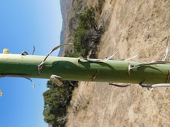 Hesperoyucca whipplei