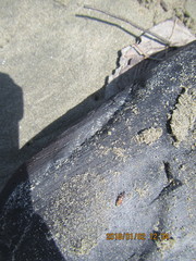 Mesites pallidipennis