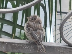 Haemorhous mexicanus