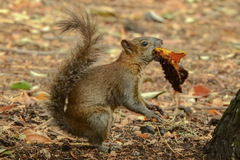Sciurus aureogaster