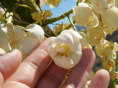 Hesperoyucca whipplei