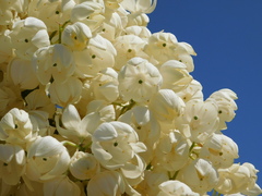 Hesperoyucca whipplei