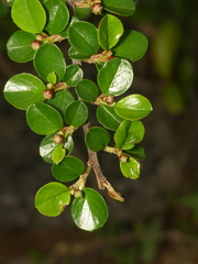 Cotoneaster hjelmqvistii