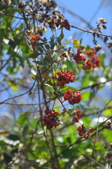 Paullinia fuscescens