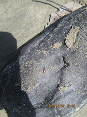 Mesites pallidipennis
