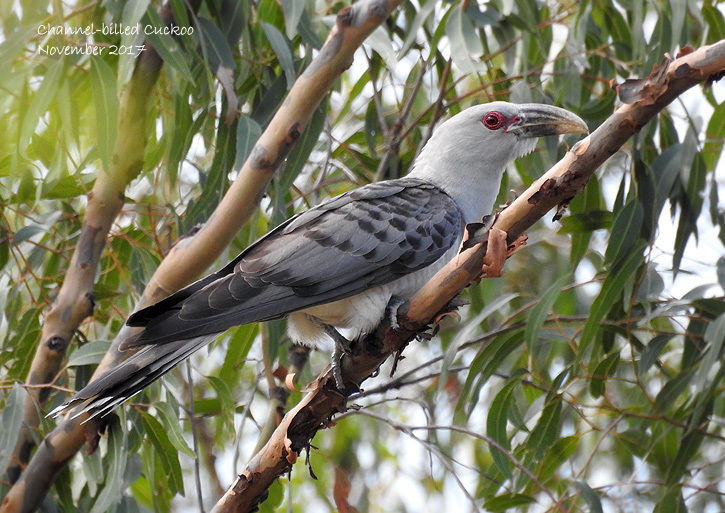 Channel-billed Cuckoo photo