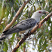 Channel-billed Cuckoo - Photo (c) Marie Tarrant, some rights reserved (CC BY-NC), uploaded by Marie Tarrant
