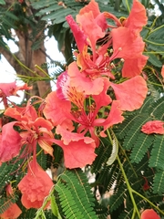 Delonix regia