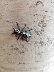 Zopherus nodulosus nodulosus