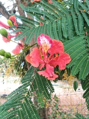 Delonix regia