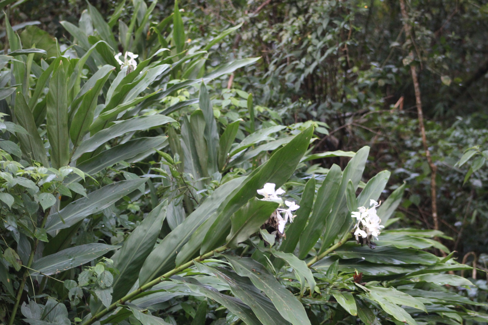 Hedychium coronarium