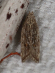 Helcystogramma chambersella