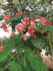 Delonix regia