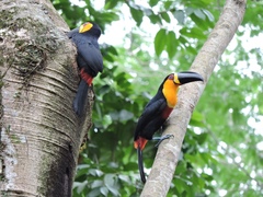 Ramphastos vitellinus ariel