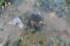 Temnopleurus toreumaticus