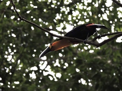 Ramphastos vitellinus ariel