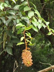 Angiospermae